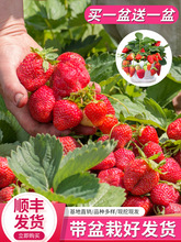 奶油草莓苗盆栽带盆带土红颜草莓种籽子四季结果阳台冬季种植秧苗