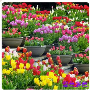 Dropshipping Tulip Bulbs Hydroponic Cold-Resistant Soil Culture Potted Indoor and Outdoor Balcony Easy-To-Live Large Tulip Bulbs