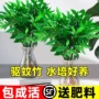办公室四季客厅桌面竹柏