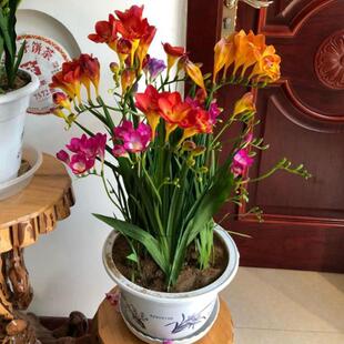 5 Fragrant Snow Orchid Balls Bloom in All Seasons, Easy-To-Live Plants, Freesia Potted Indoor and Outdoor Balcony Courtyard Flowers