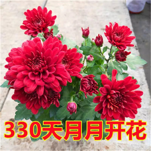 �����l؛���m���M�ھջ����ͺ��׻��ļ��_�������҃����̨�Gֲ��