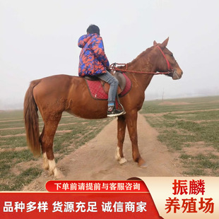 �Rƥ�Bֳ�����������R �T�˰�Ѫ�R�T���RʲôƷ�N