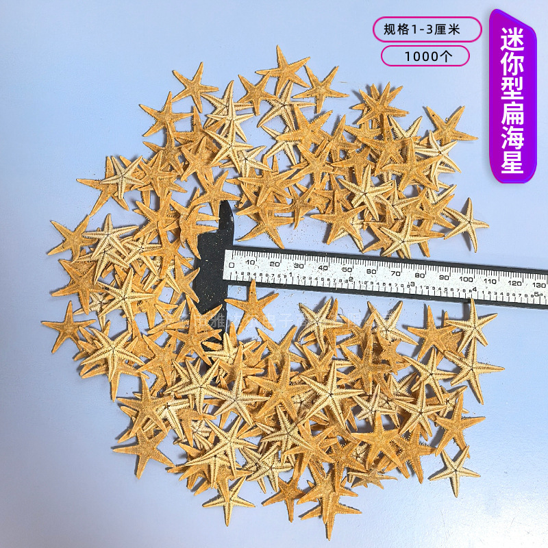 貝殻と法螺貝 1～2cmをポンド単位で販売、貝殻と砂を混ぜて手作りのDIYテーブルを製作、ドリフトボトルを製作|undefined