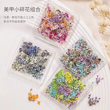 网红同款日系小清新干花彩色花瓣美甲装饰品指甲配件混装材料diy