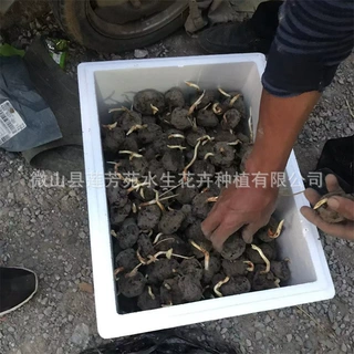 供应荸荠种苗 多年生 易成活 供应水生植物荸荠种子