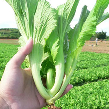 无渣甜芥菜种子中脚甜芥菜种籽肉厚耐热耐寒春秋四季种蔬菜种批发