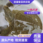 千岛湖精选黄油甲鱼半野生鲜活甲鱼团鱼中华鳖正宗纯外塘野养老鳖