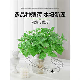 薄荷盆栽水培植物可食用薄荷叶客厅室内桌面驱蚊水养绿植好养花卉