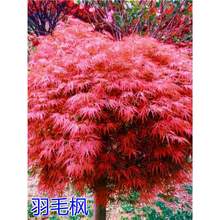 正宗羽毛枫树苗庭院植物日本红枫苗红绿羽毛枫苗盆栽花卉庭院别墅