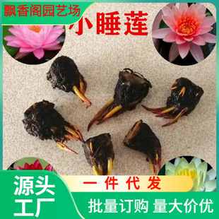 One Piece of Water Lily Root Block Flower Nine-Grade Fragrant Lotus Seed Lotus Seedling Root Aquatic Water Culture Hydroponic Plant Small Bowl