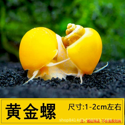 Золотая улитка, декоративная загадочная ракушка, домашнее животное, золотая кроличья улитка, живая пресноводная улитка, инструмент для очистки от водорослей