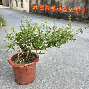Climbing Jun Snow Potted Plant Outdoor Balcony Old Tree Stump Root-Shaping Floating Branches Evergreen Flowering Bonsai