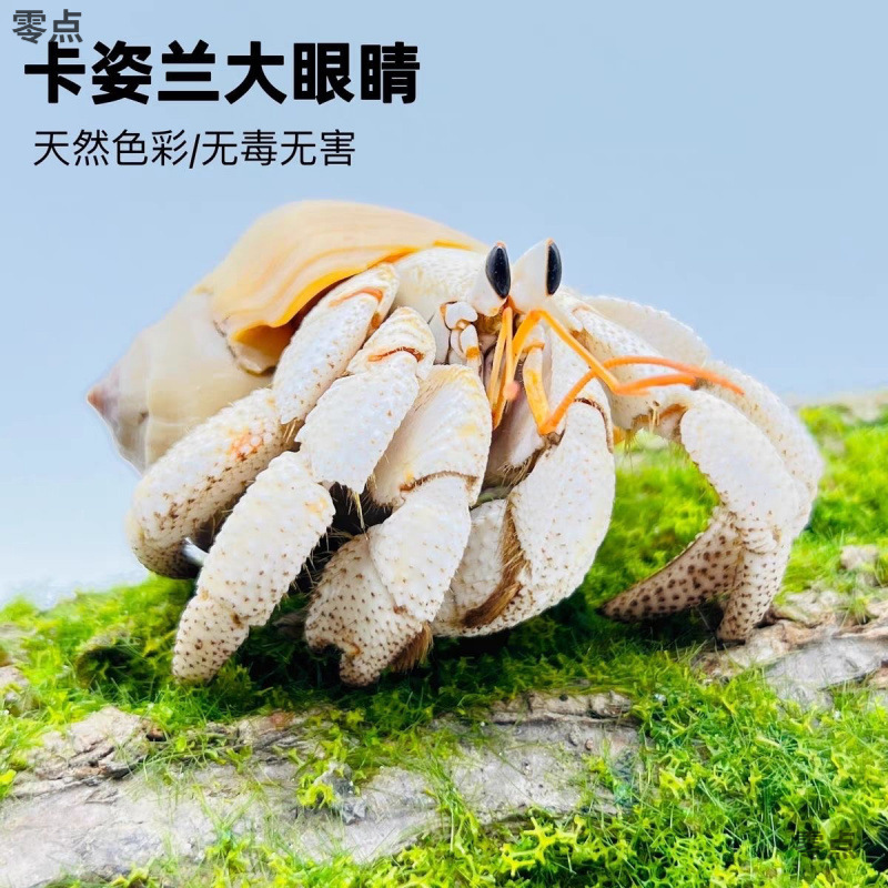 陸生ヤドカリ 初心者向けペット 生物 淡水 デスクトップ パープル ランド グレー ホワイト ダークパープル 観賞用カニ 怠惰なペット|undefined