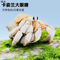 Руководство для начинающих по наземным крабам-отшельникам: пресноводные настольные фиолетовые, наземные серые, белые, темно-фиолетовые декоративные крабы для ленивых владельцев домашних животных.