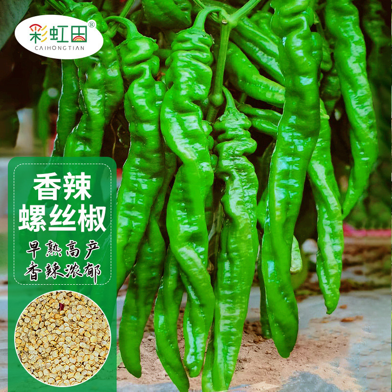 香辣螺丝椒种子高产大果青辣椒种籽春四季阳台盆栽蔬菜种孑苗大全