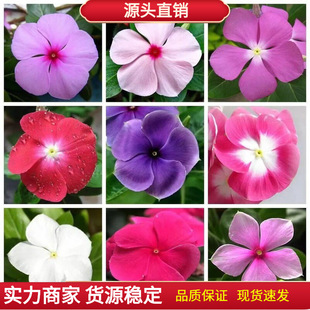 �L�����N���ļ��_�����մ����÷���ܷN���͟��ͺ����ﲥ���ԷN��