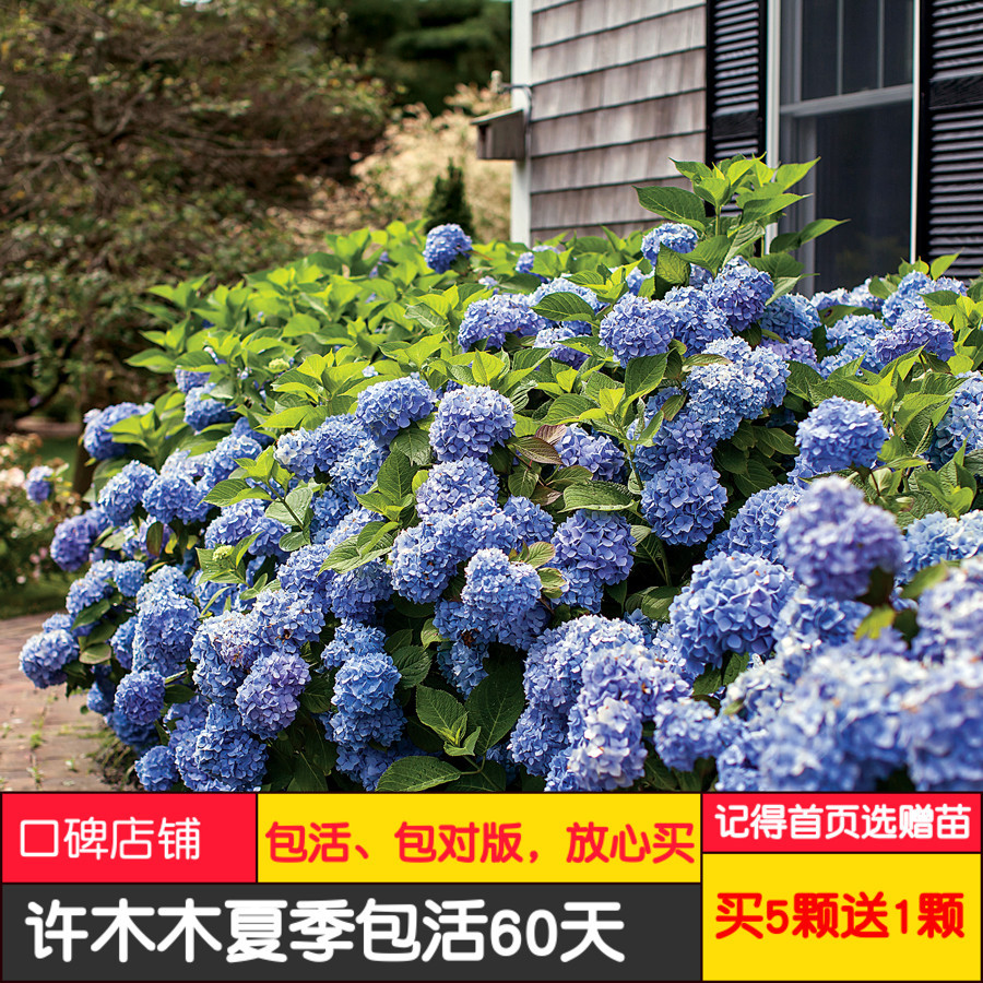 绣球花苗盆栽无尽夏花手鞠有松惠子小姐太阳神殿鸡尾酒妖精之吻 种苗花卉网 绣球花苗盆栽无尽夏花手鞠有松惠子小姐太阳神殿鸡尾酒妖精之吻 种苗花卉网