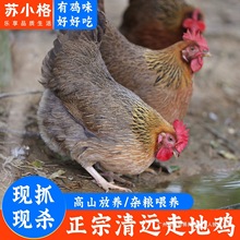 ������Զ������ũ��ɢ��������ĸ���ߵؼ���ֻ������ɱ�ݼ�Ҭ�Ӽ�