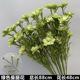 Manli flower