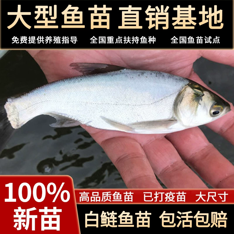 Жареная белая сомовая рыба, жареная рыба с крупной головой, жареная декоративная рыба, живая жареная рыба малого размера, пресноводное съедобное разведение, холодная вода.