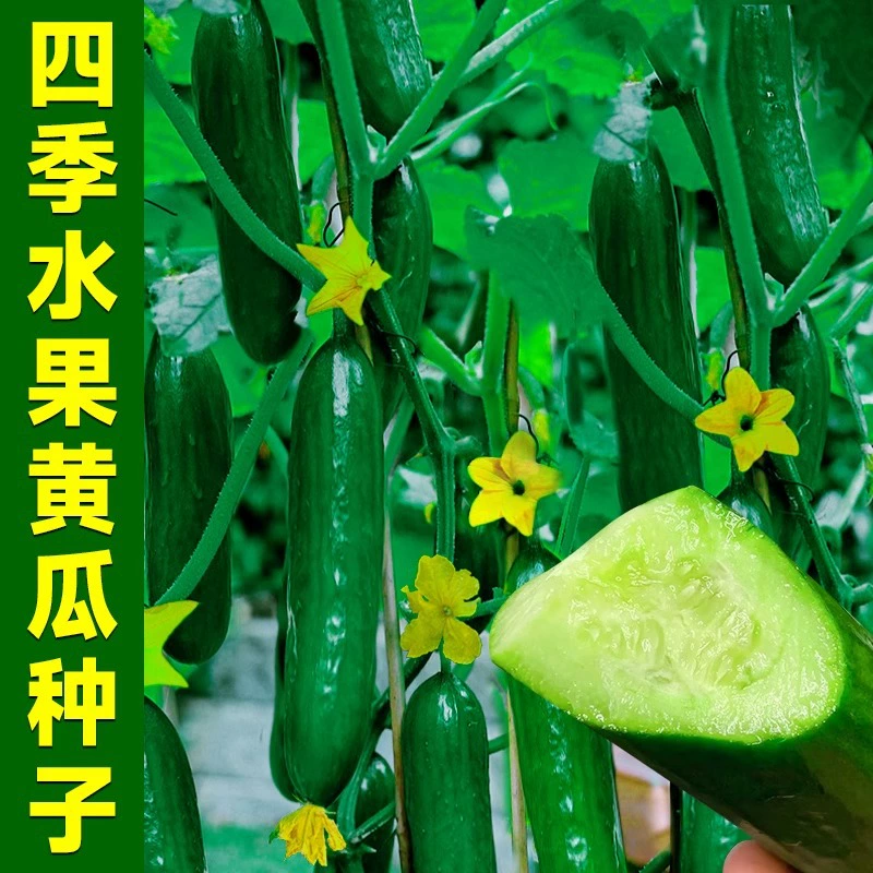 Семена фруктовых огурцов, семена огурцов, семена балконных огурцов, семена овощей во дворе, осеннее посев, четырехсезонное посадка горшечных растений