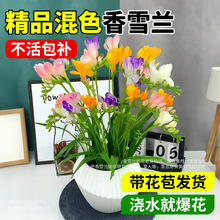 ��ѩ�mС�n�m�������Ԏ������l؛�ذ��r�N���҃����ֻ��ܾGֲ��