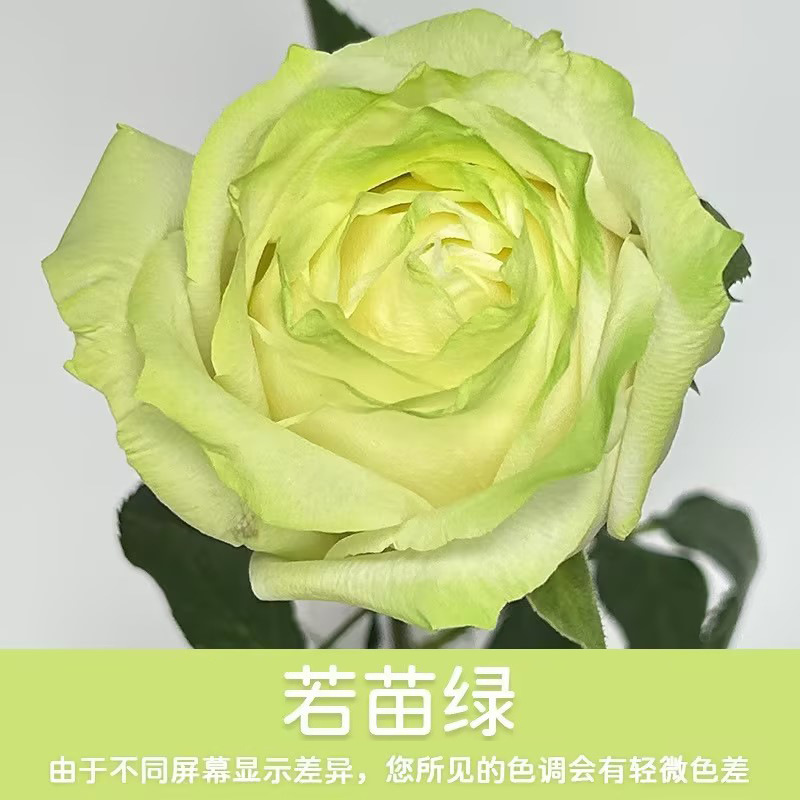 450ml agente de color de aerosol de flores al por mayor pintura en aerosol de secado rápido agente de teñido de rosas de color aerosol de color perlado floristería