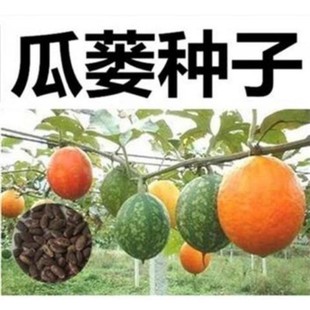 ���V�N��Ұ�����V�·N�����ș�϶��������|�ٱ����J�ƌ�ֲ��