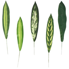 跨境人造仿真巴西葉 家居客廳盆栽插花綠植裝飾植物牆配材葉子