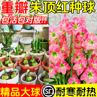 ��피t�ذ�N�򰢸�����피t���Ԏ��������҃��̨�Gֲ����B�׻�