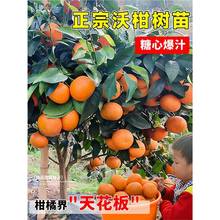 �����ָ��M��Ě���ش��������ȼ޽�ɰ���ٹ���Nֲ����Y������