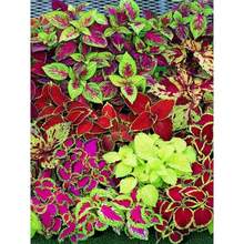 彩叶草花种子孓四季种矾根花籽观叶花卉花苗植物耐寒耐热阳台盆栽