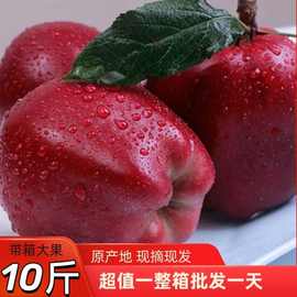 花牛苹果甘肃新鲜当季水果刮泥粉面红蛇果2/5斤批发混批跨境代发