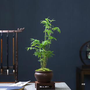 米竹凤尾竹盆栽观赏小竹子室内办公室桌面植物吸甲醛水培绿植米竹-阿里巴巴