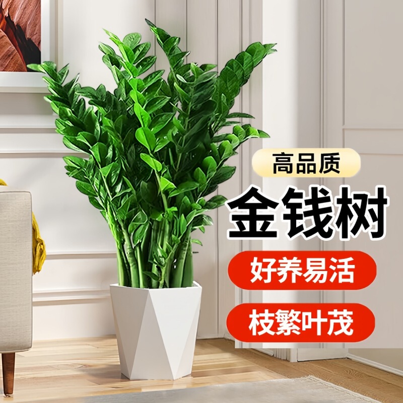 Money Tree Potted Plant Indoor Living Room Green Plant Easy-To-Care-For Flowers Office Large Flower Pot Money Tree Plant Money Tree Potted Plant Indoor Living Room Green Plant Easy-To-Care-For Flowers Office Large Flower Pot Money Tree Plant