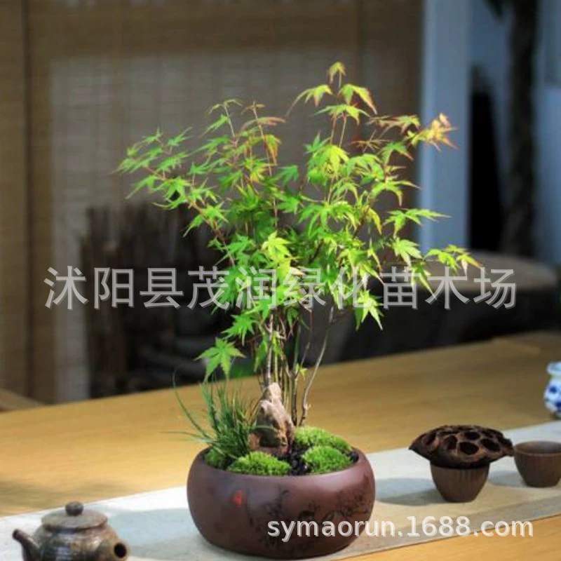 Озеленение сада рассада Листва Кленовая рассада Acer Gowl рассада Цветное листовое растение Комнатное растение в горшке Листва цветок