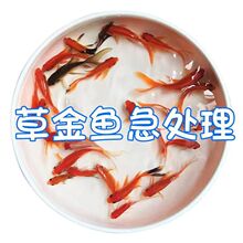 【包活】草金鱼活体金鱼活鱼冷水观赏鱼闯缸鱼龙鱼鱼食小金鱼苗