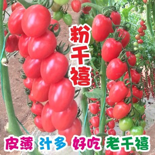 ���羳��؛�����ҷ���ǧ���}Ů���N�������߲��ݴ����ļ��Nֲɳȿ