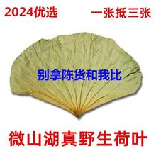 微山湖野生整张荷叶干莲叶大莲花茎莲茎糯米鸡叫花鸡荷叶粥米饭