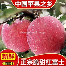 正宗陕西白水红富士苹果冰糖心应季水果新鲜苹果礼盒特级其他支持