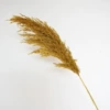 10 pieces of dark yellow reed wood
