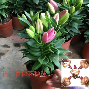 Imported Four-Season Lily Perfume Double-Petal with Bud Bulbs Blooming Cold-Resistant Four-Season Potted Indoor and Outdoor Flower Balcony