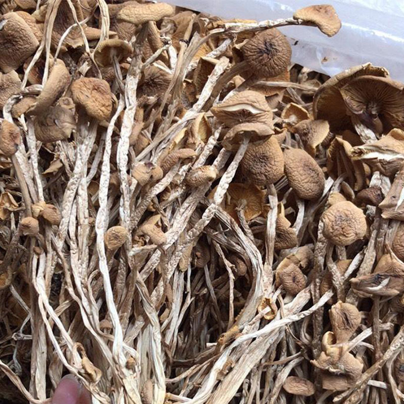 eb94824bde554200865ac454067fdb