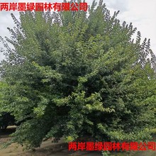 基地大量出售三角枫  泰安丛生三角枫树苗高度6m 园林绿化风景树