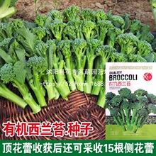 �ЙC���m̦�N�Ӹ߮aζ�����m��̦�G����̦�N���r���ļ��߲˷N����