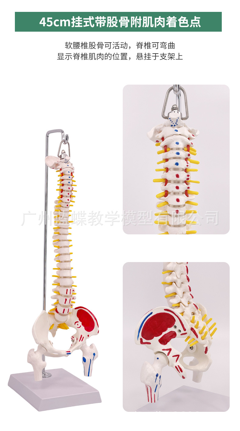 ��ʽ ���弹��ģ��45CM���Ǿ�׵��׵��׵����ɹǼ�����ɫ��ֹ��