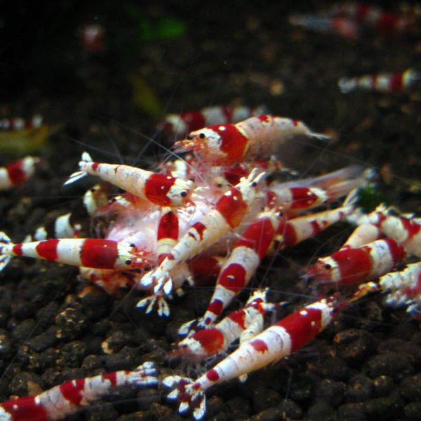 Новые красные хрустальные креветки Декоративные креветки Красные и белые хрустальные дневные таблетки для креветок Хрустальные креветки Домашние креветки Удаление водорослей Креветки