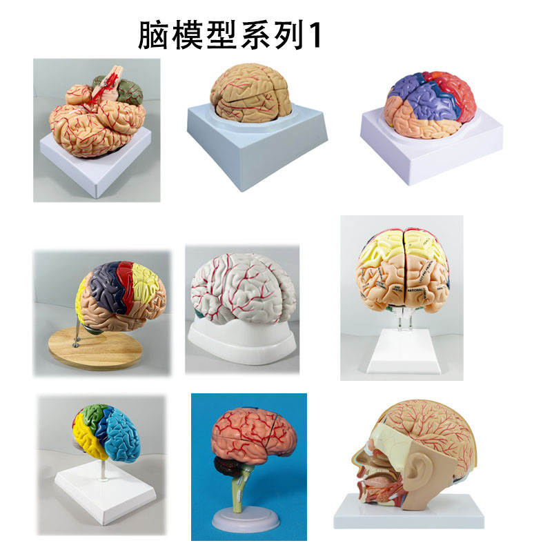 Production of Brain Models, Brainstem Models, Brain Structure Models, Cerebral Artery Models, Brain Anatomy Models Production of Brain Models, Brainstem Models, Brain Structure Models, Cerebral Artery Models, Brain Anatomy Models
