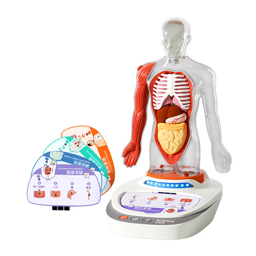 Scientific Canned Human Anatomy Model Organs Detachable Children's Teaching Toy Our Body Speech Encyclopedia