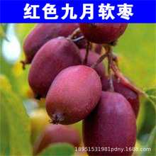 �tɫ����ܛ���J������ ������ ܛ������ͥԺֲ�����Ե��Ԯ���Y��